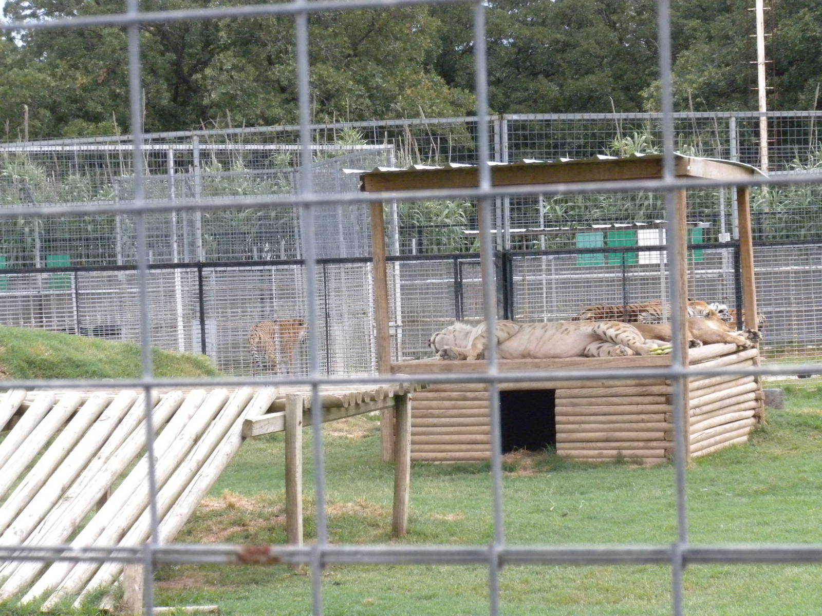 GW Exotic Animal Memorial Park - More ligers in the making