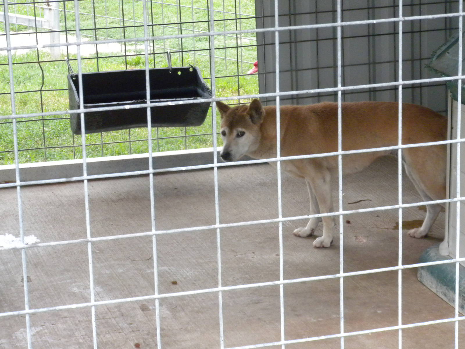 GW Exotic Animal Memorial Park - New Guinea Singing Dog