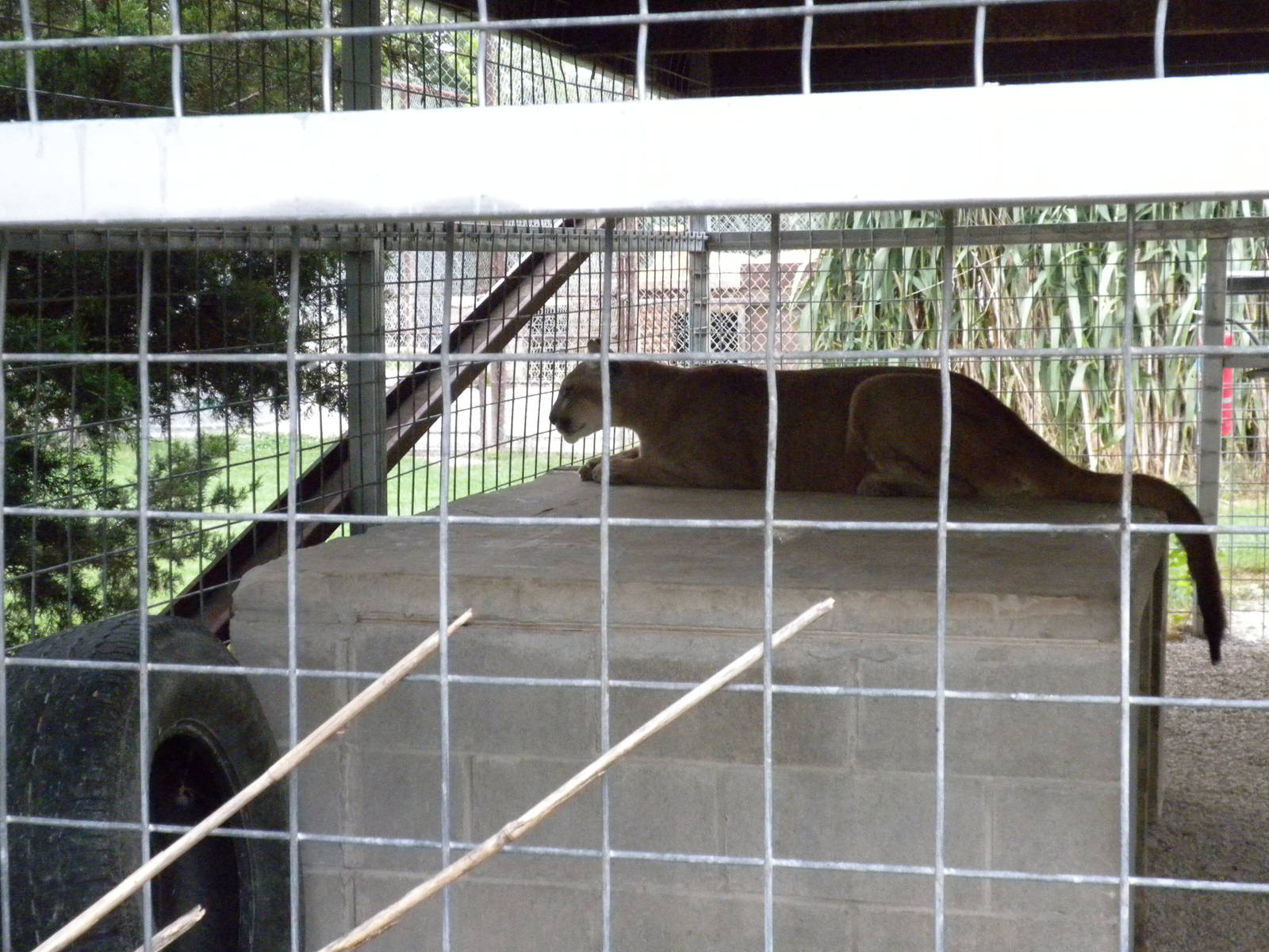 GW Exotic Animal Memorial Park - Puma