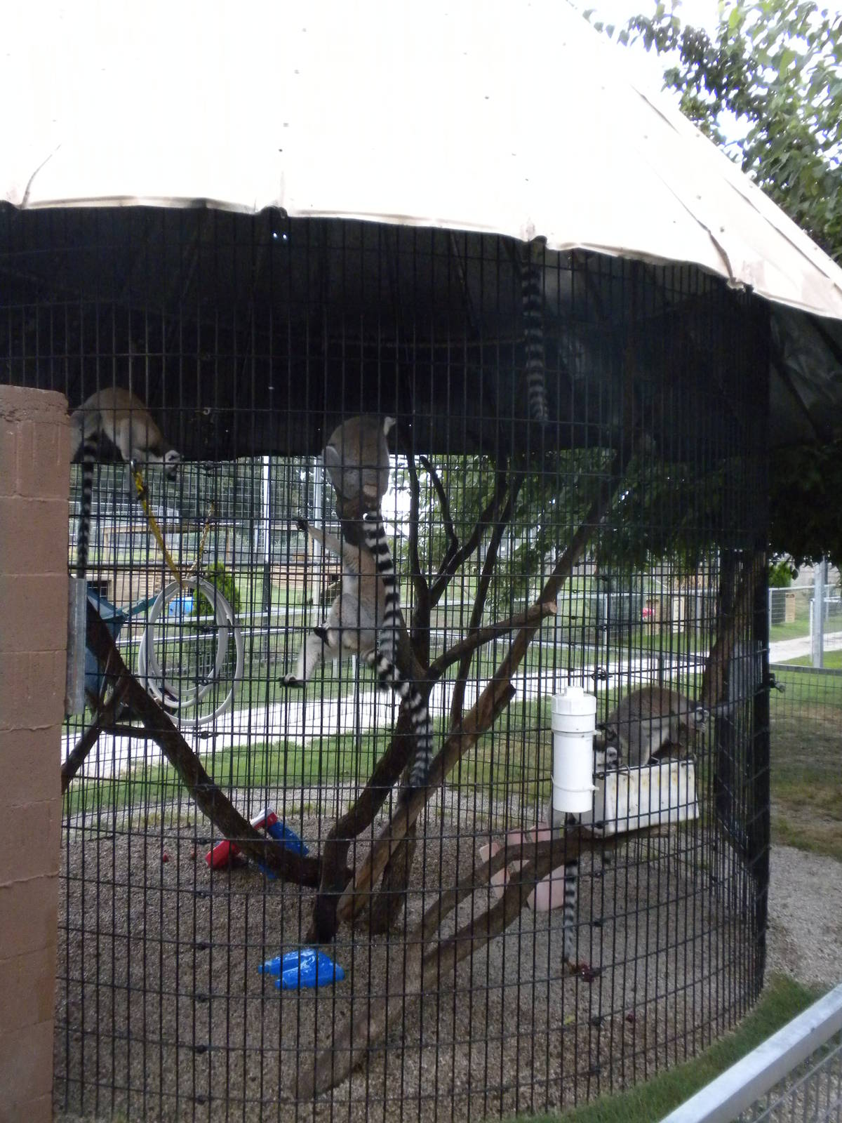 GW Exotic Animal Memorial Park - Ring-Tailed Lemur