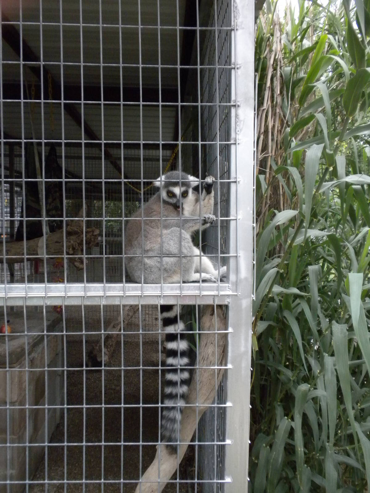 GW Exotic Animal Memorial Park - Ring-Tailed Lemur