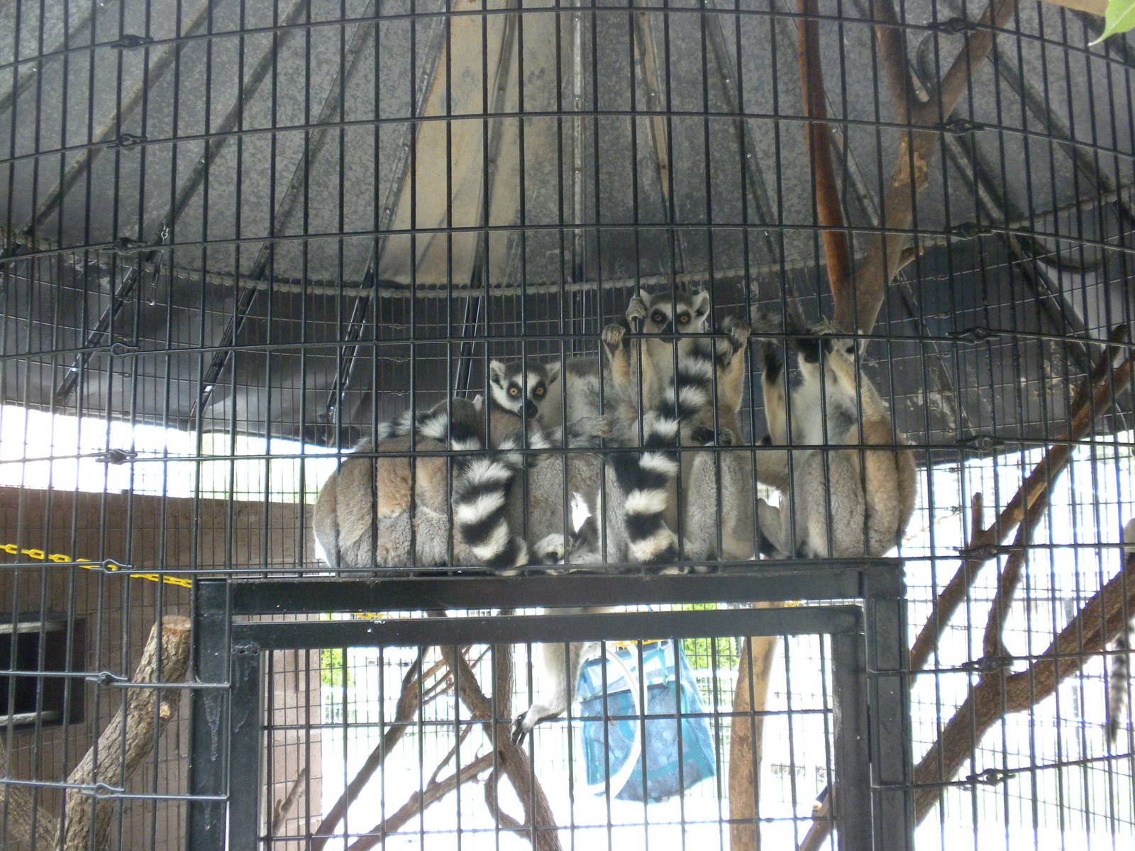 GW Exotic Animal Memorial Park - Ring-Tailed Lemurs