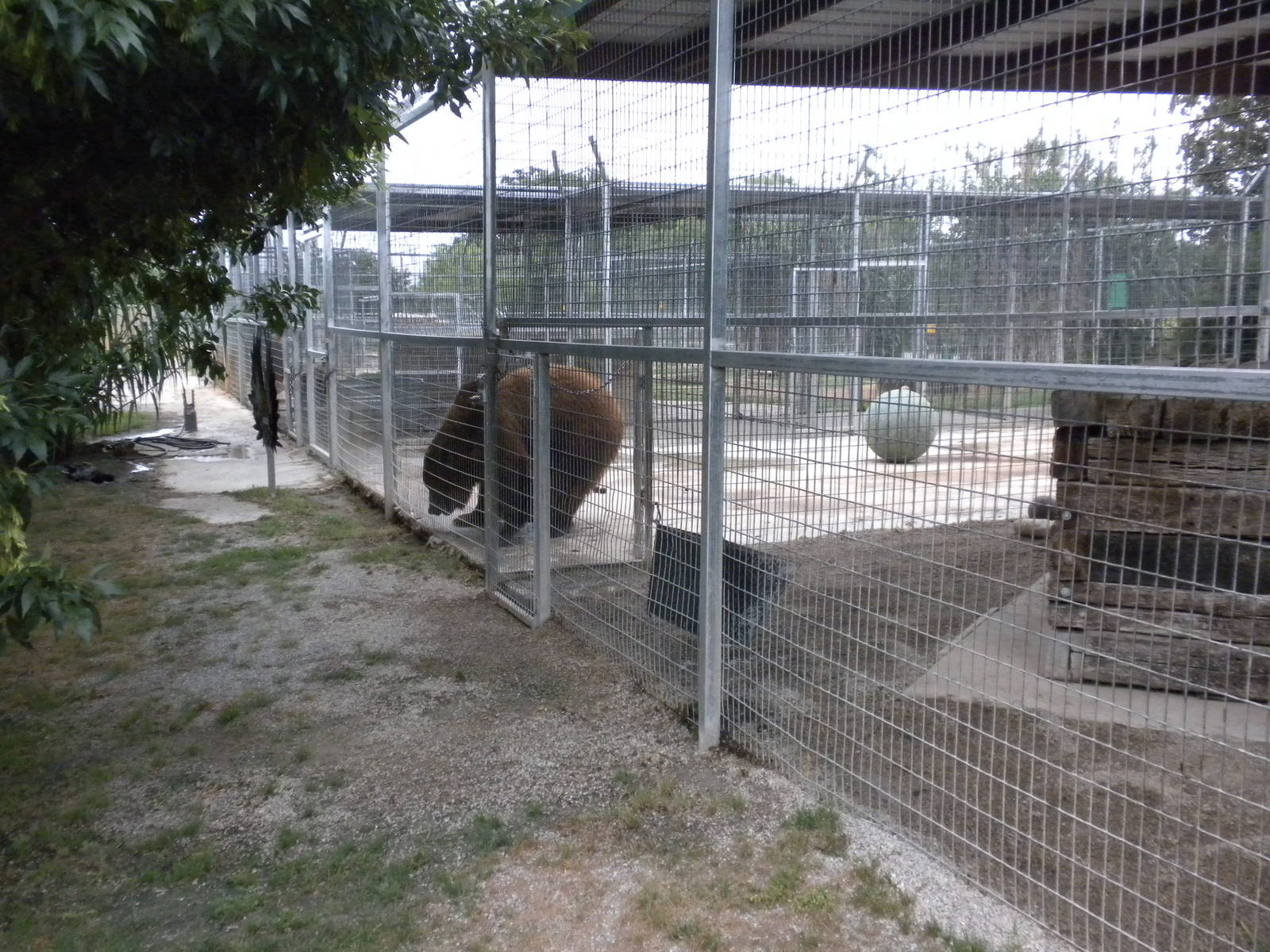 GW Exotic Animal Memorial Park - Siberian Brown Bear