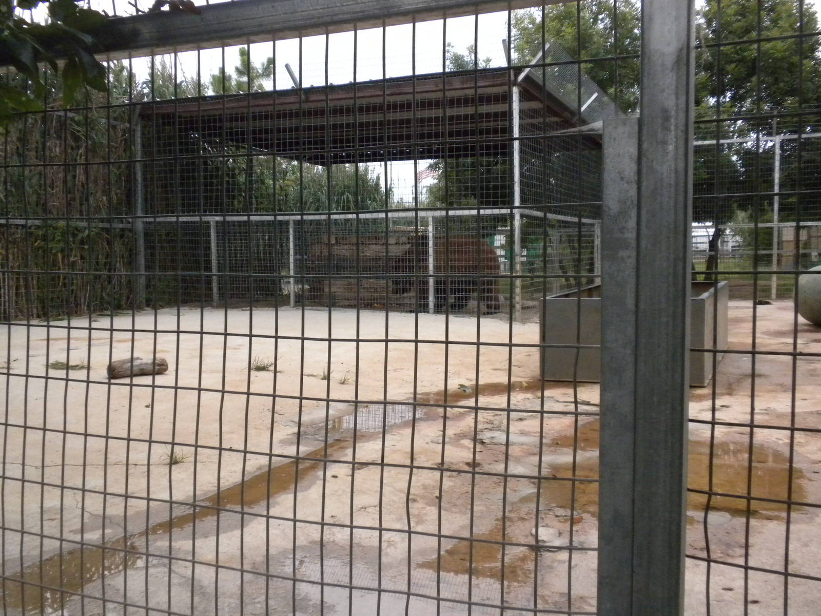 GW Exotic Animal Memorial Park - Siberian Brown bear