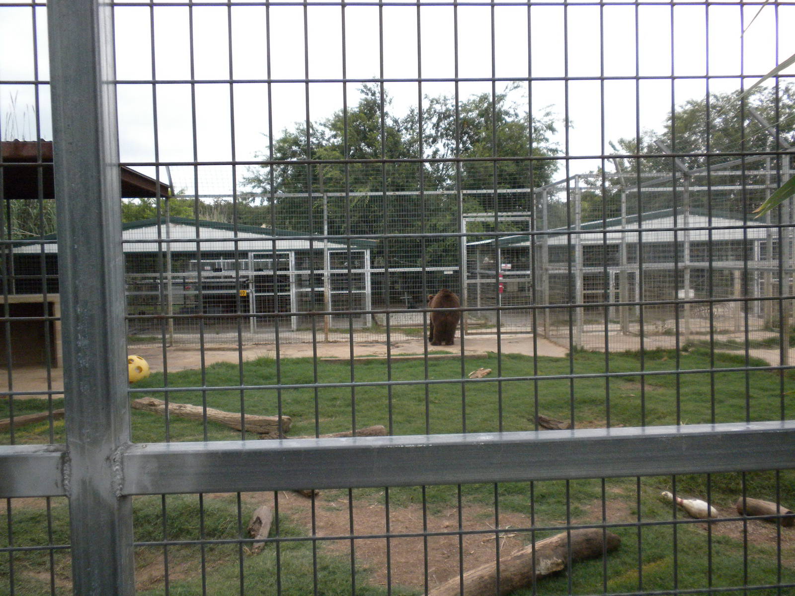 GW Exotic Animal Memorial Park - Siberian Brown bear