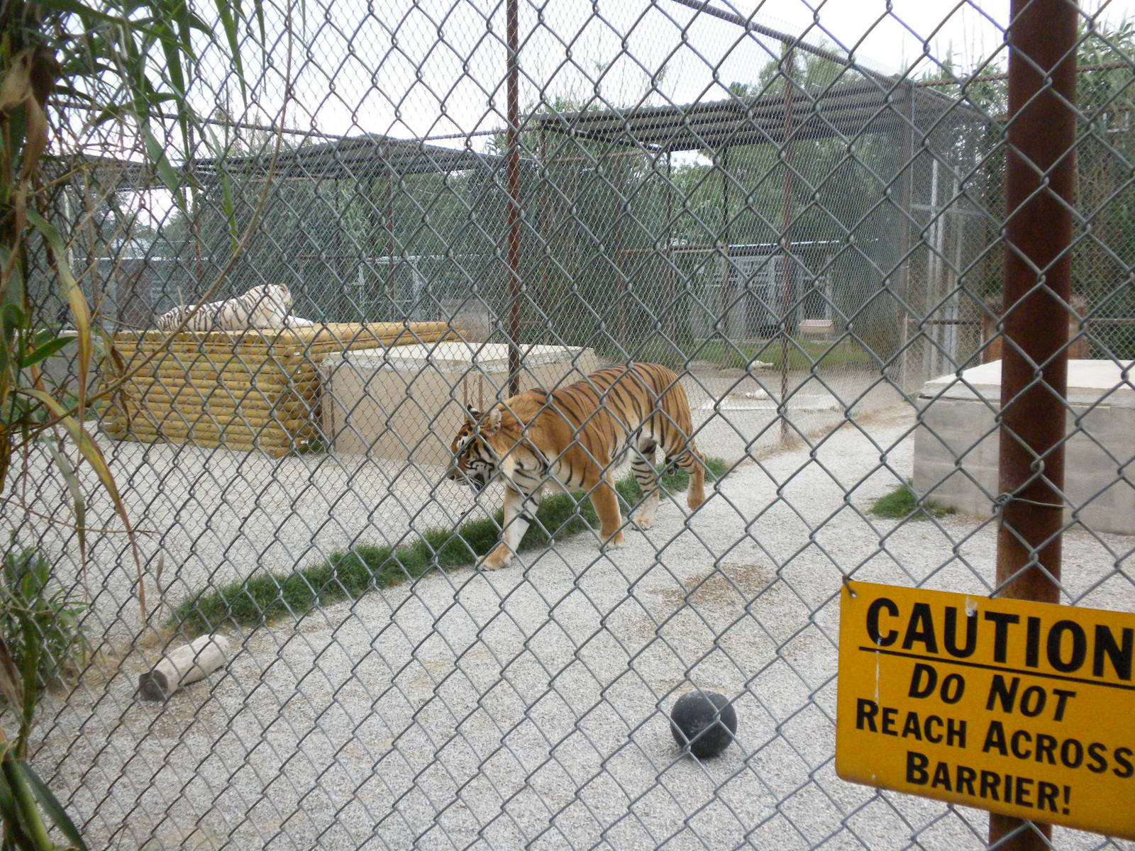 GW Exotic Animal Memorial Park - "Siberian" Tiger