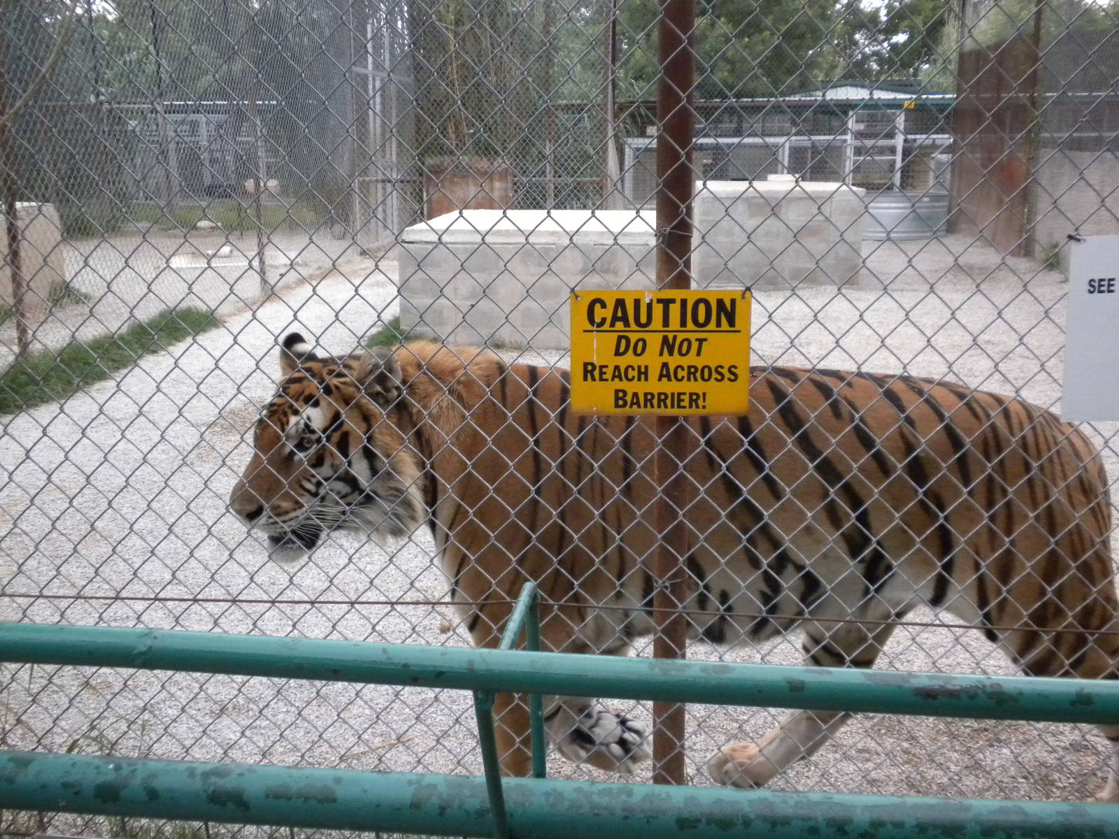 GW Exotic Animal Memorial Park - "Siberian" Tiger