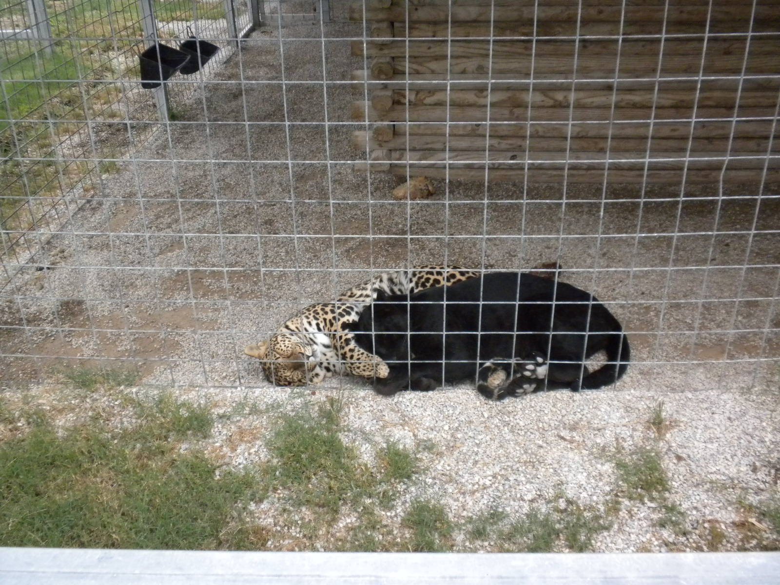 GW Exotic Animal Memorial Park - Spotted and Black Jaguar