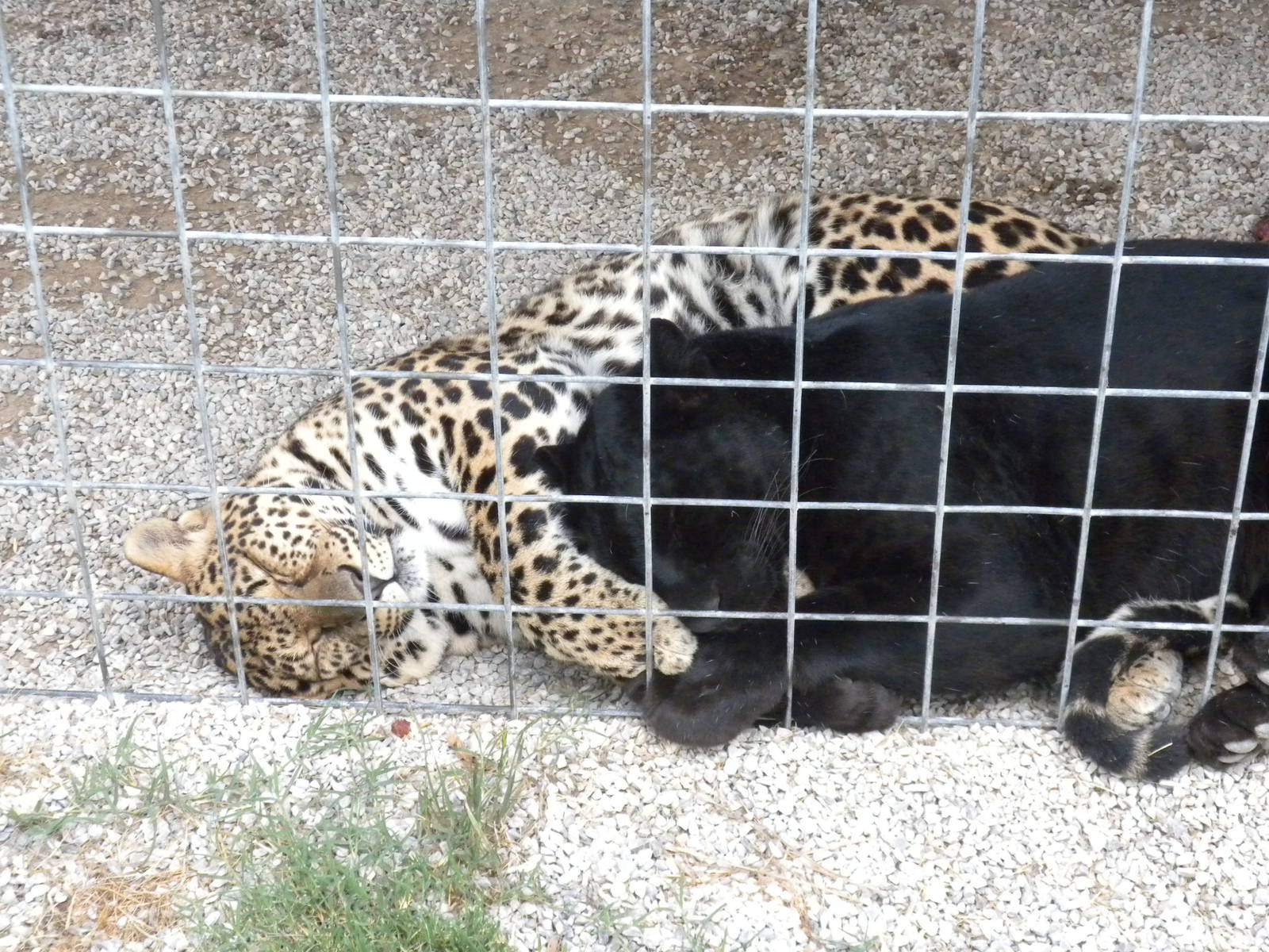 GW Exotic Animal Memorial Park  - Spotted and Black Jaguar
