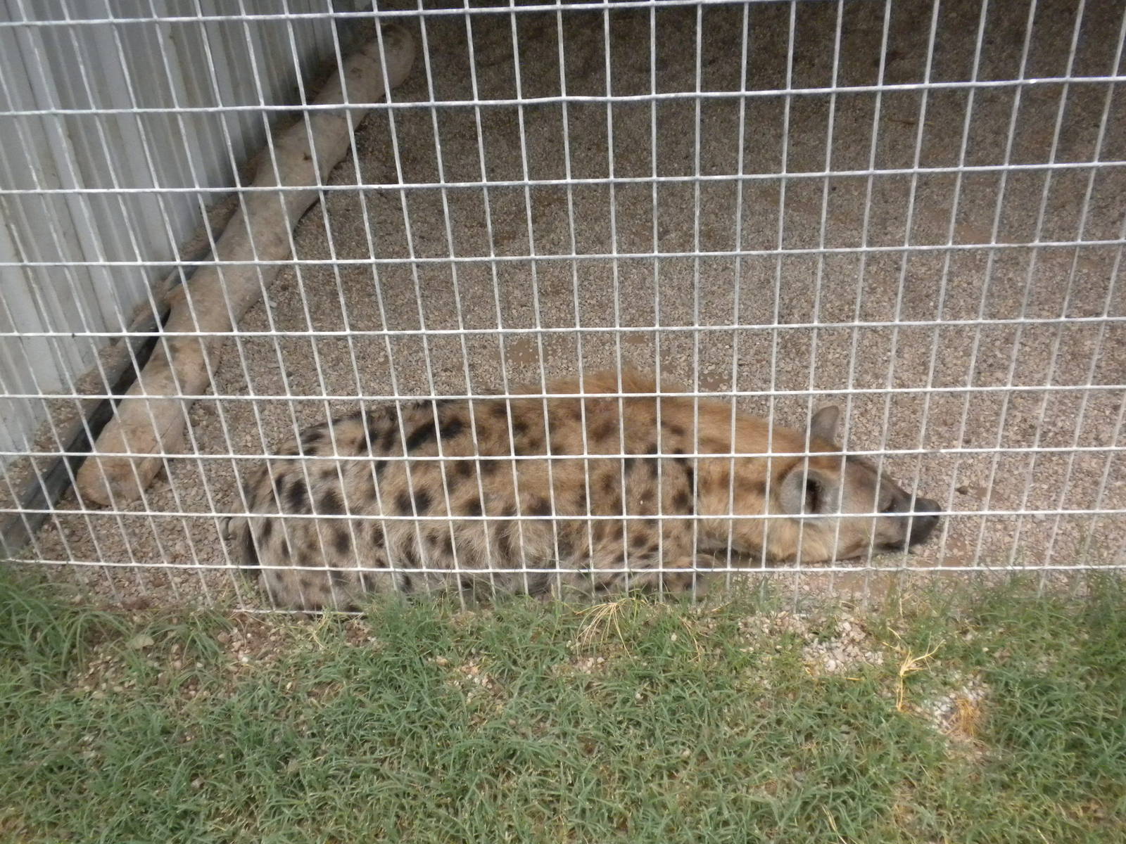 GW Exotic Animal Memorial Park - Spotted Hyena