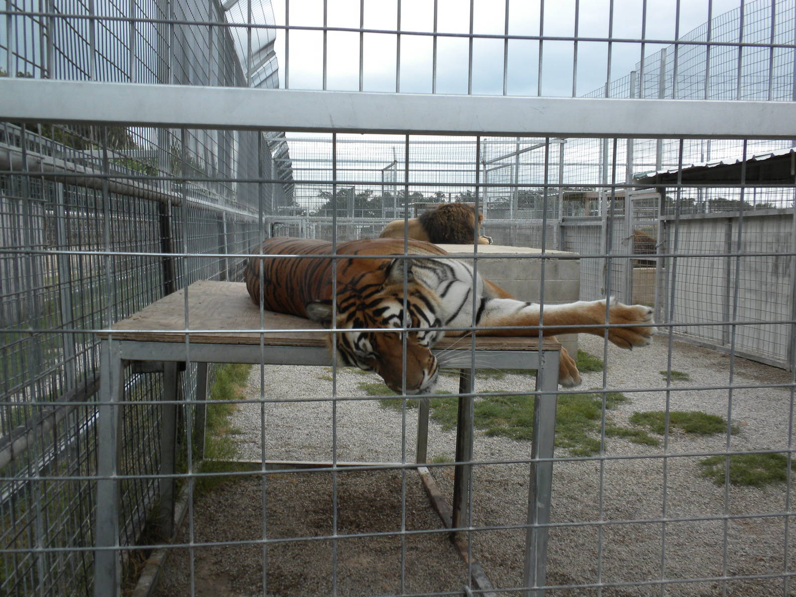 GW Exotic Animal Memorial Park - This is how Ligers happen