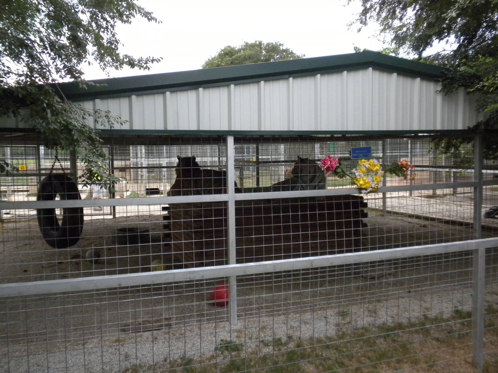 GW Exotic Animal Memorial Park - Tigers