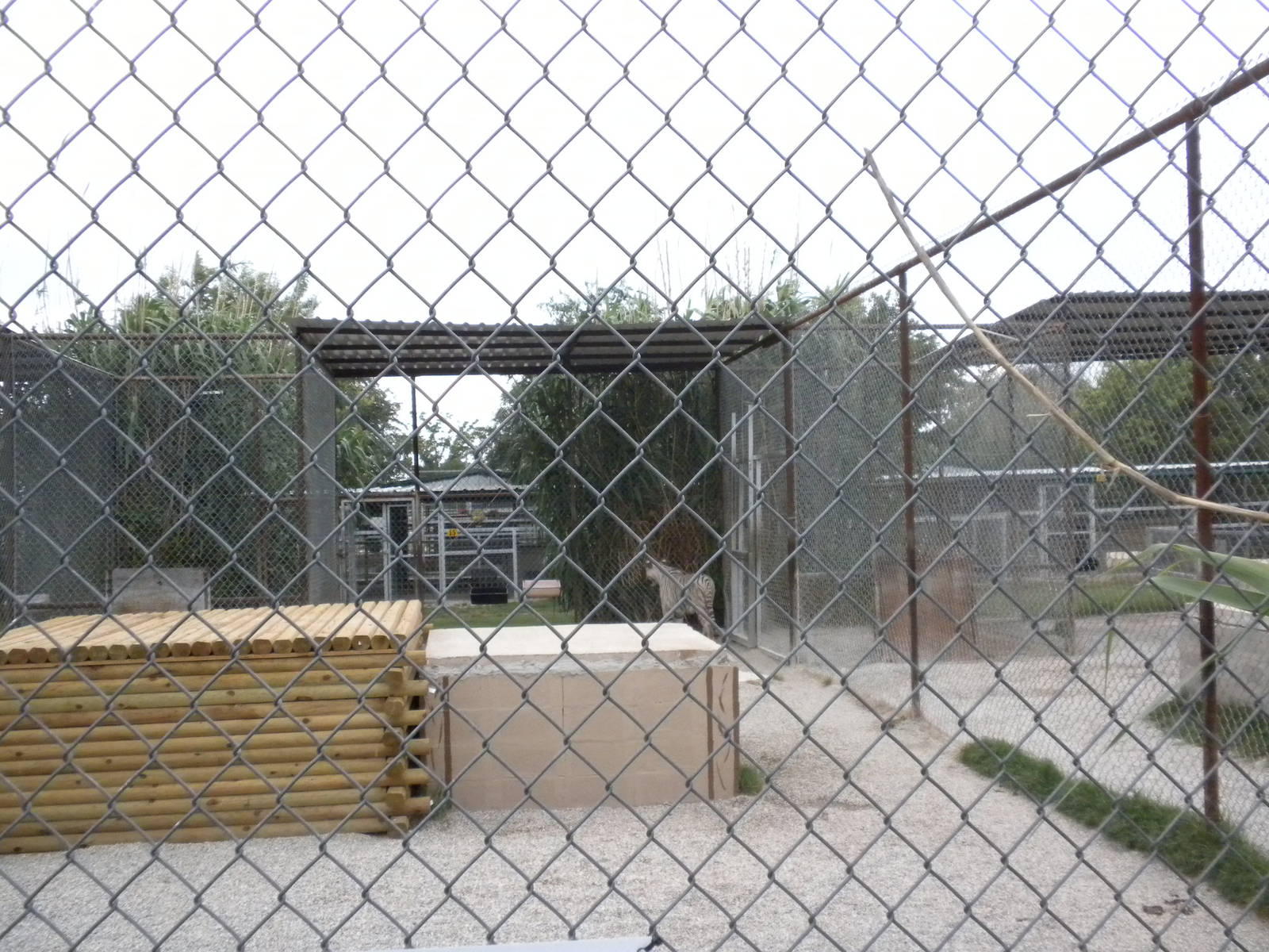 GW Exotic Animal Memorial Park - White Tiger