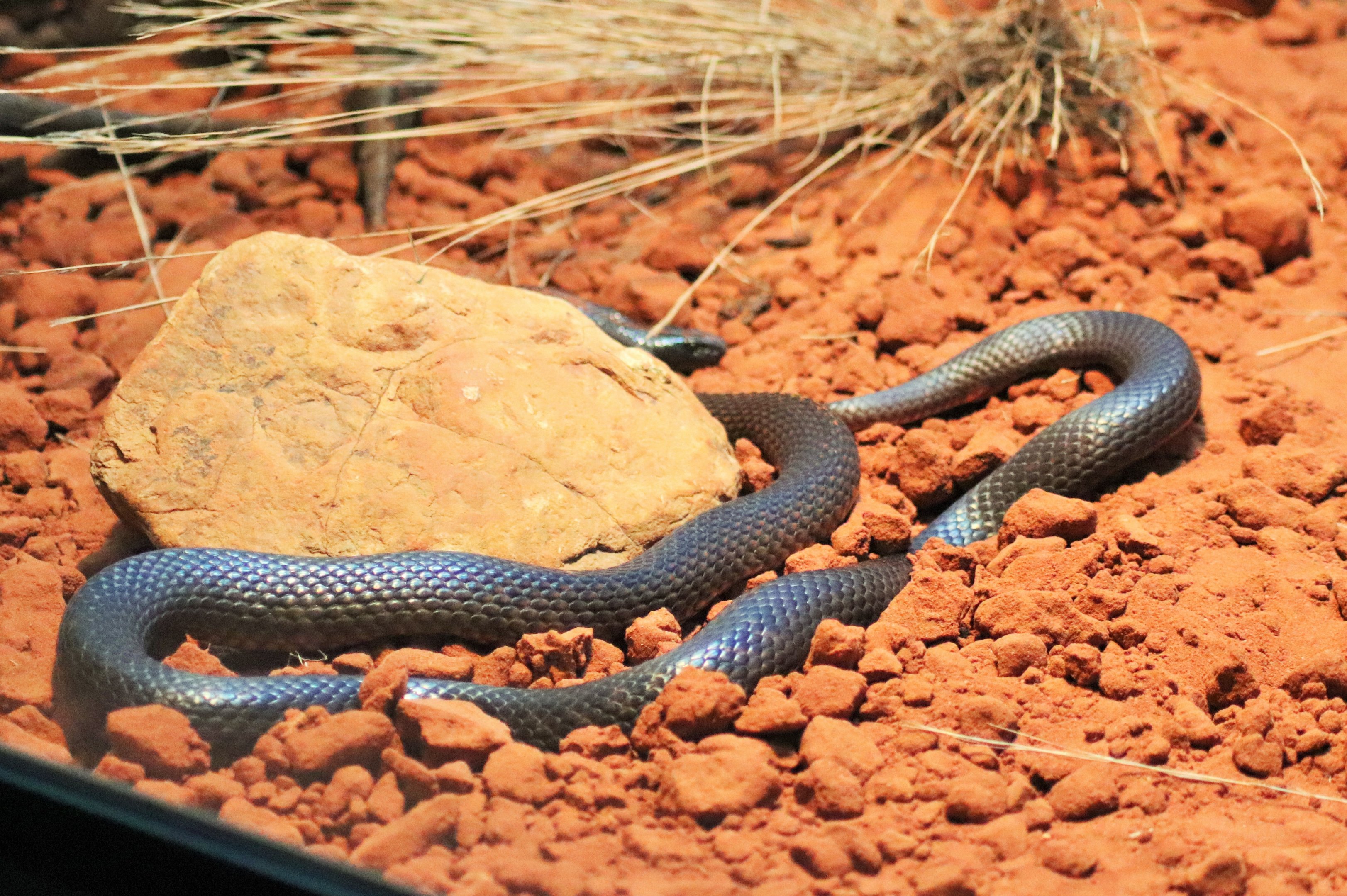 Gwardar/ Western Brown Snake (Pseudonaja nuchalis)