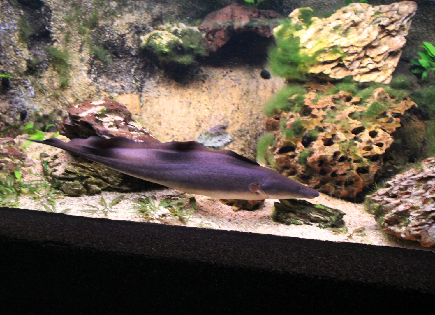 Gymnarchus niloticus