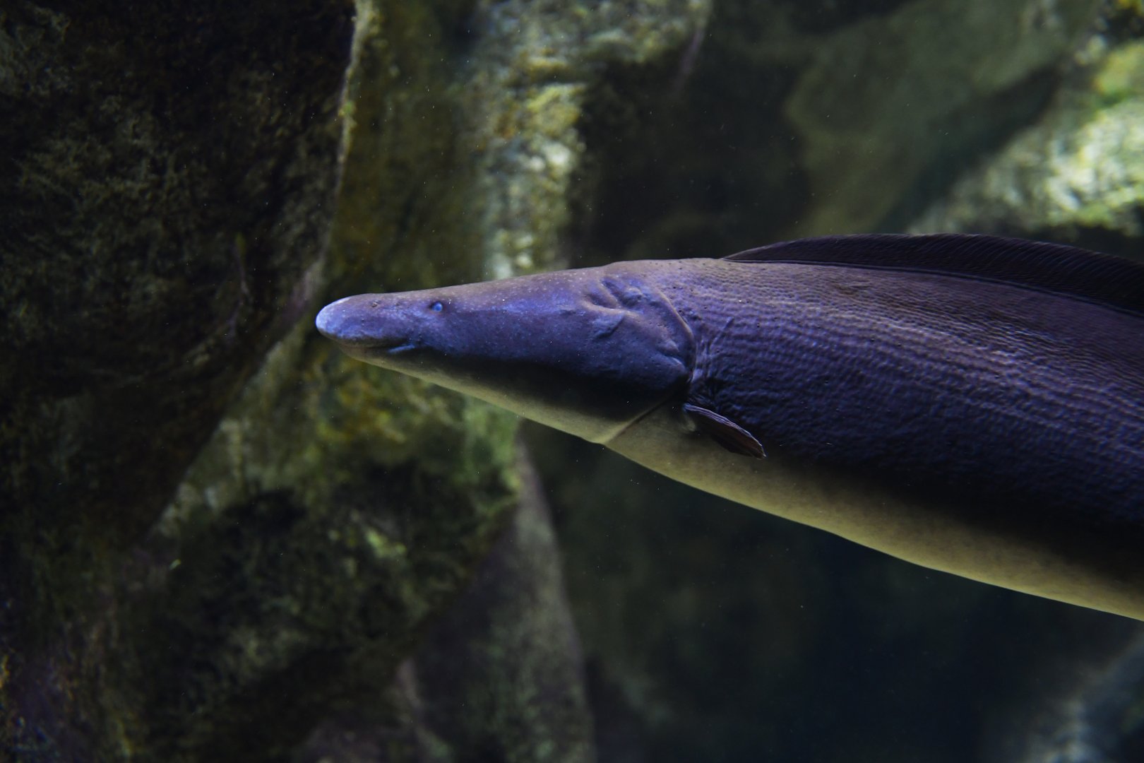 Gymnarchus niloticus