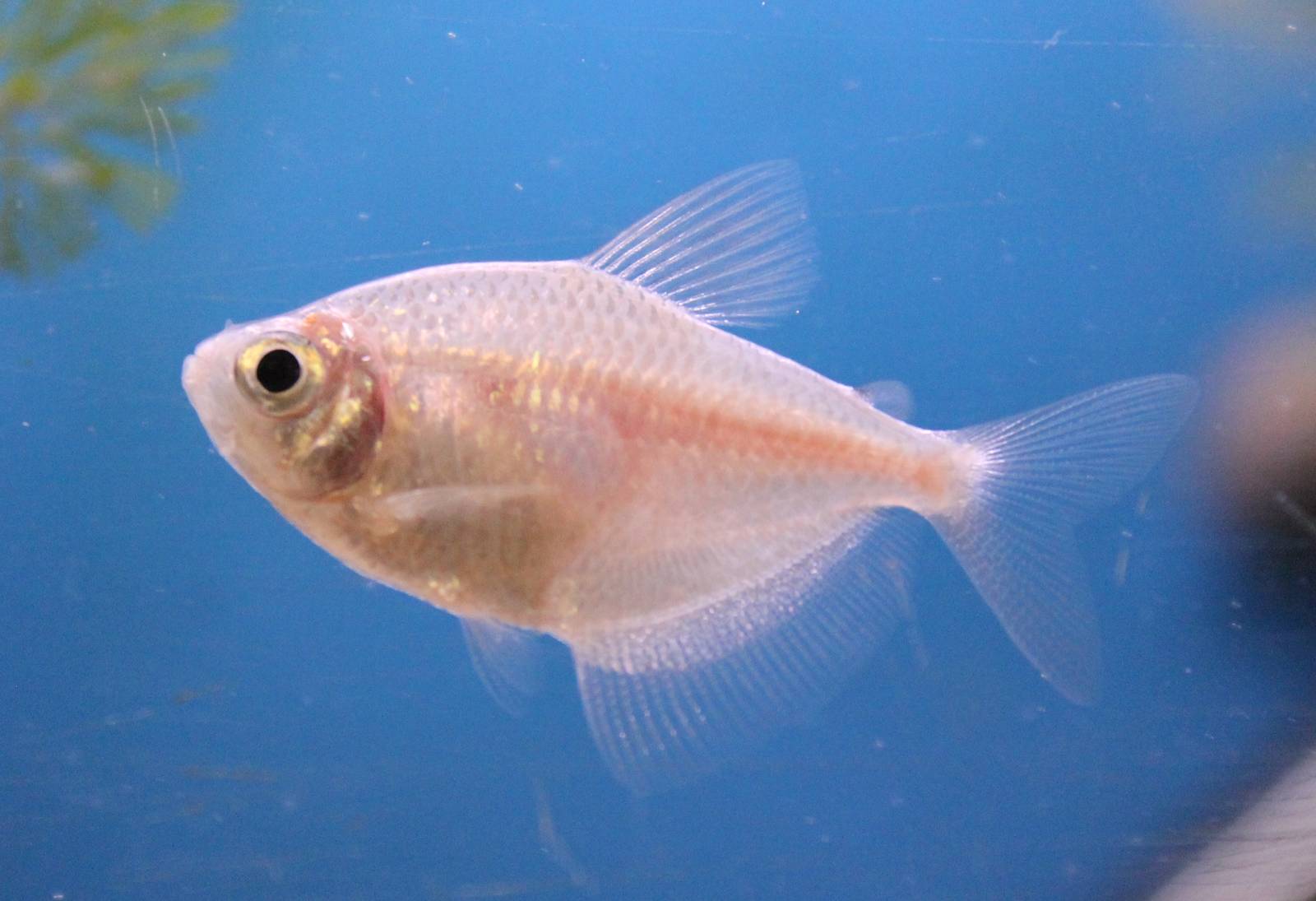 Gymnocorymbus ternetzi Gold