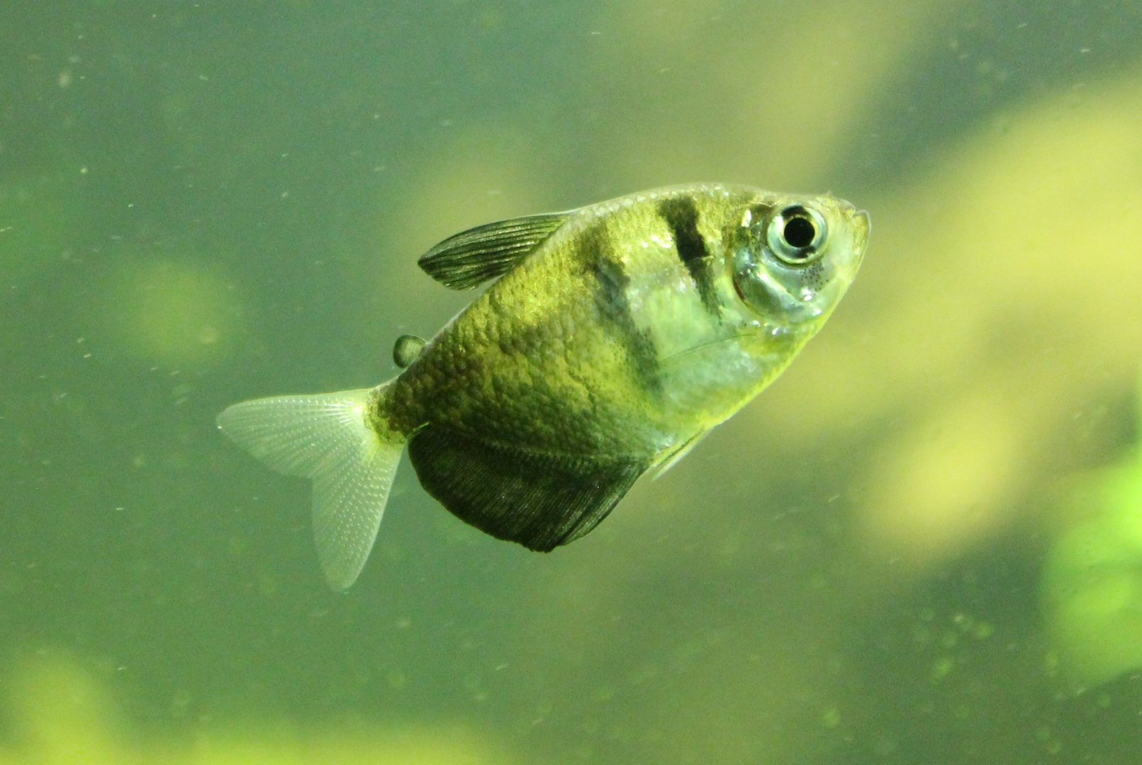 Gymnocorymbus ternetzi