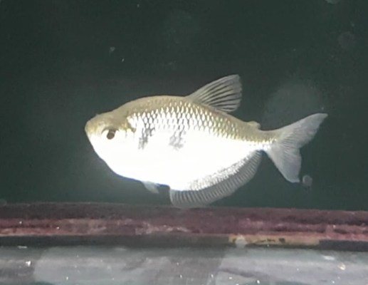 Gymnocorymbus ternetzi