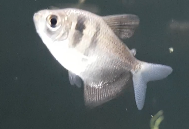 Gymnocorymbus ternetzi