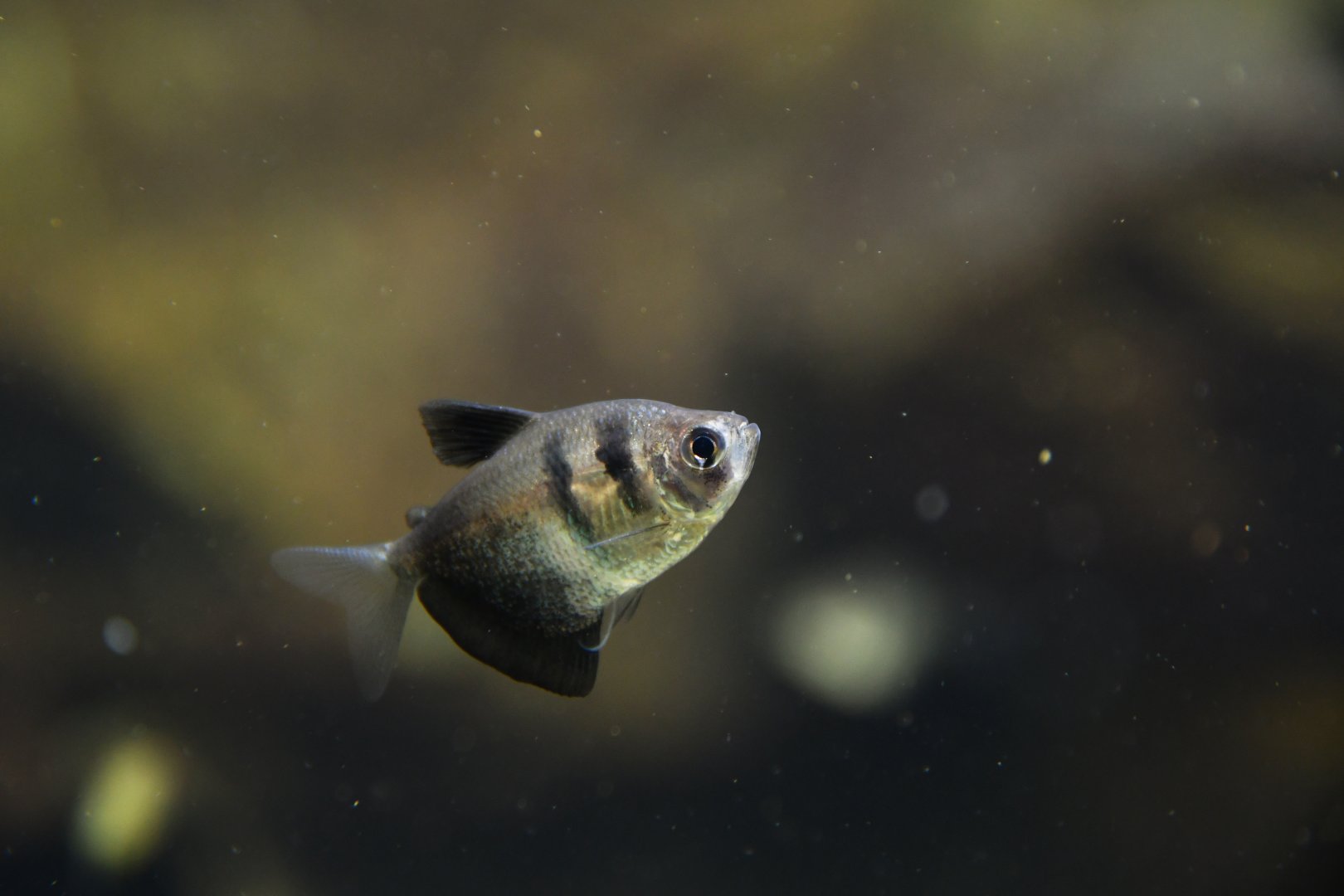 Gymnocorymbus ternetzi