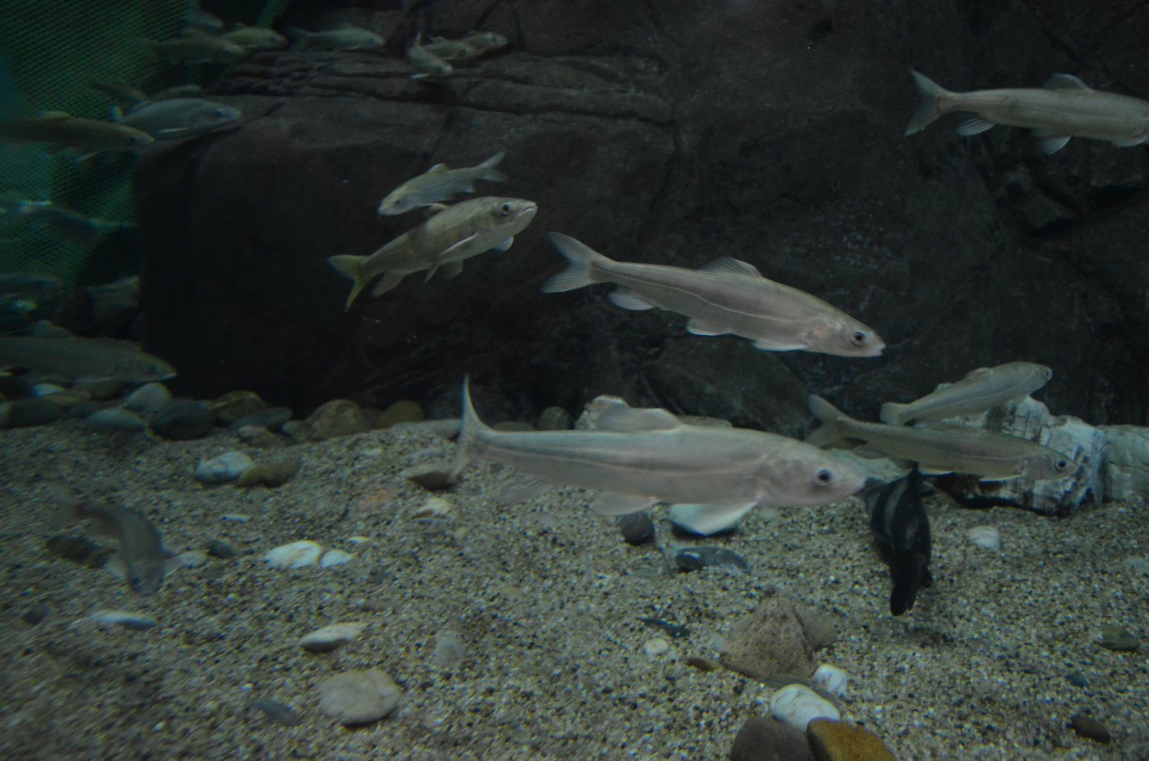 Gymnocypris przewalskii