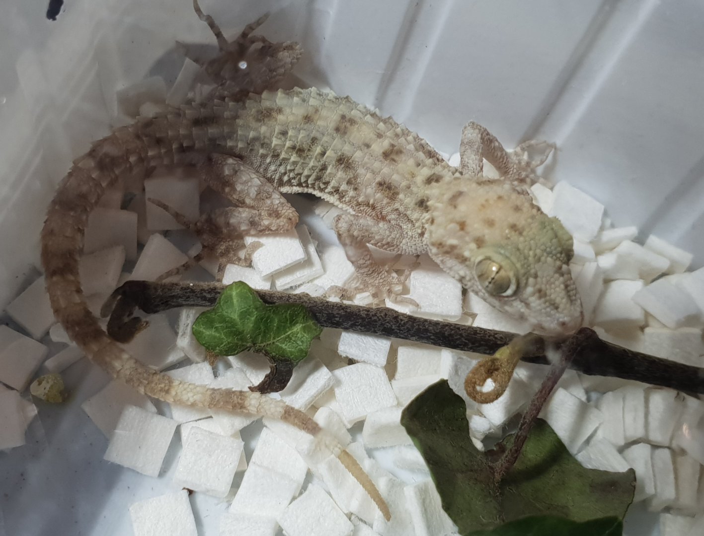 Gymnodactylus scaber