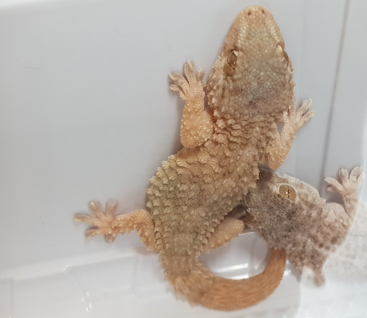 Gymnodactylus scaber