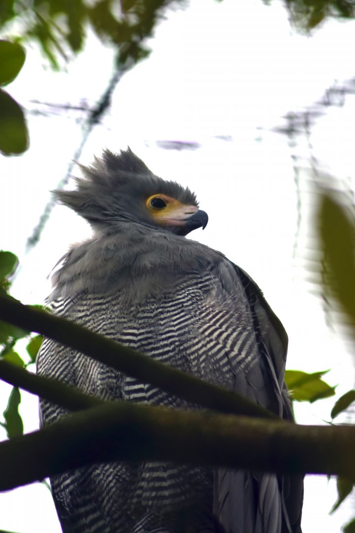 Gymnogene, 19.10.2019