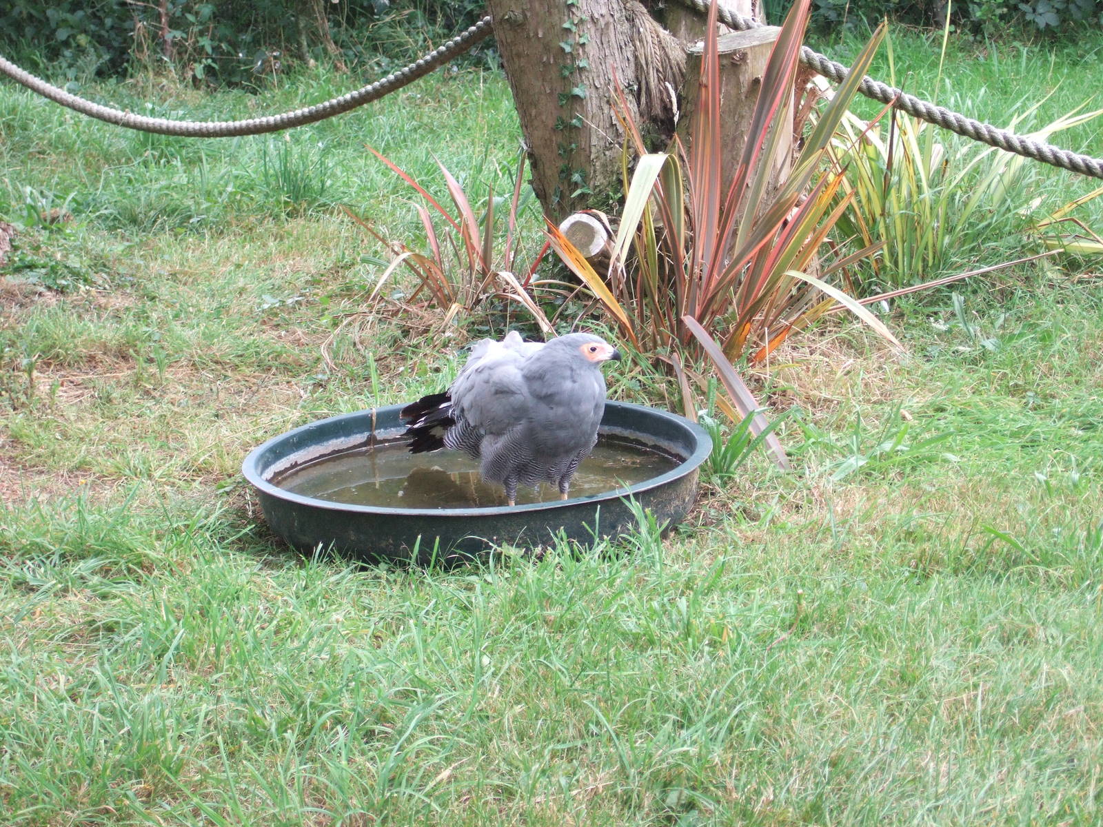 Gymnogene/African Harrier Hawk