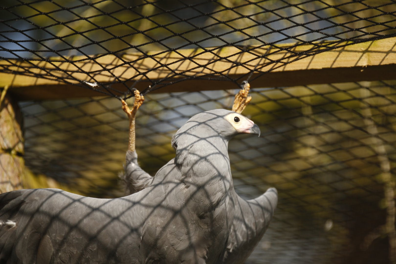 Gymnogene (Polyboroides typus)