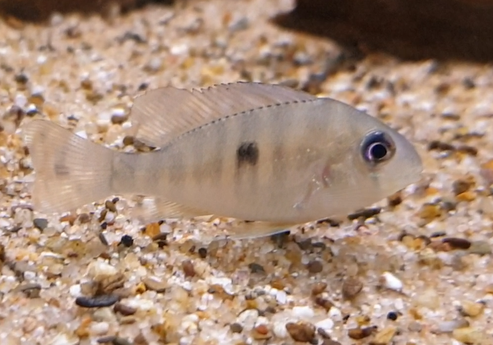 Gymnogeophagus balzanii