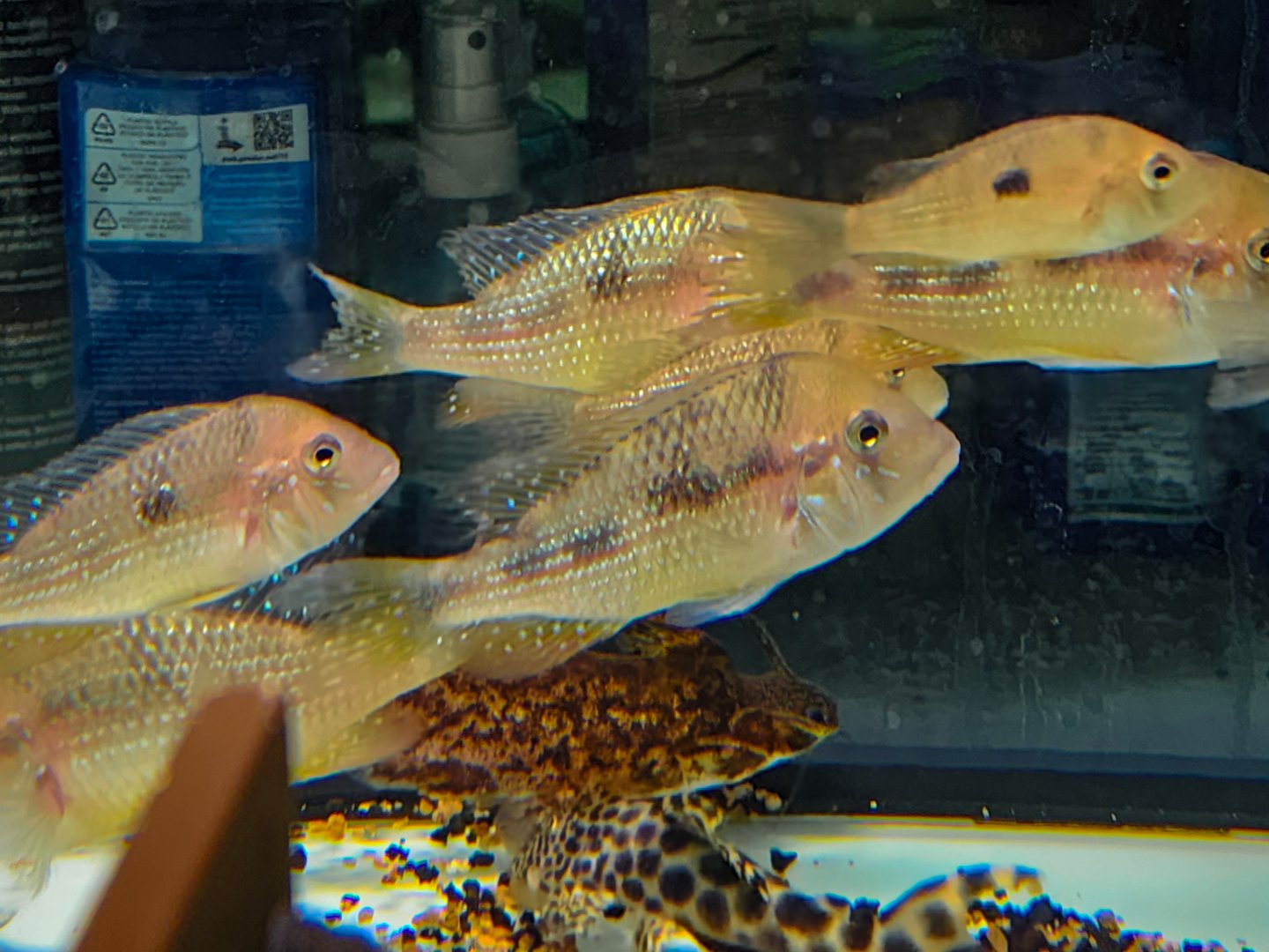 Gymnogeophagus caaguazuensis