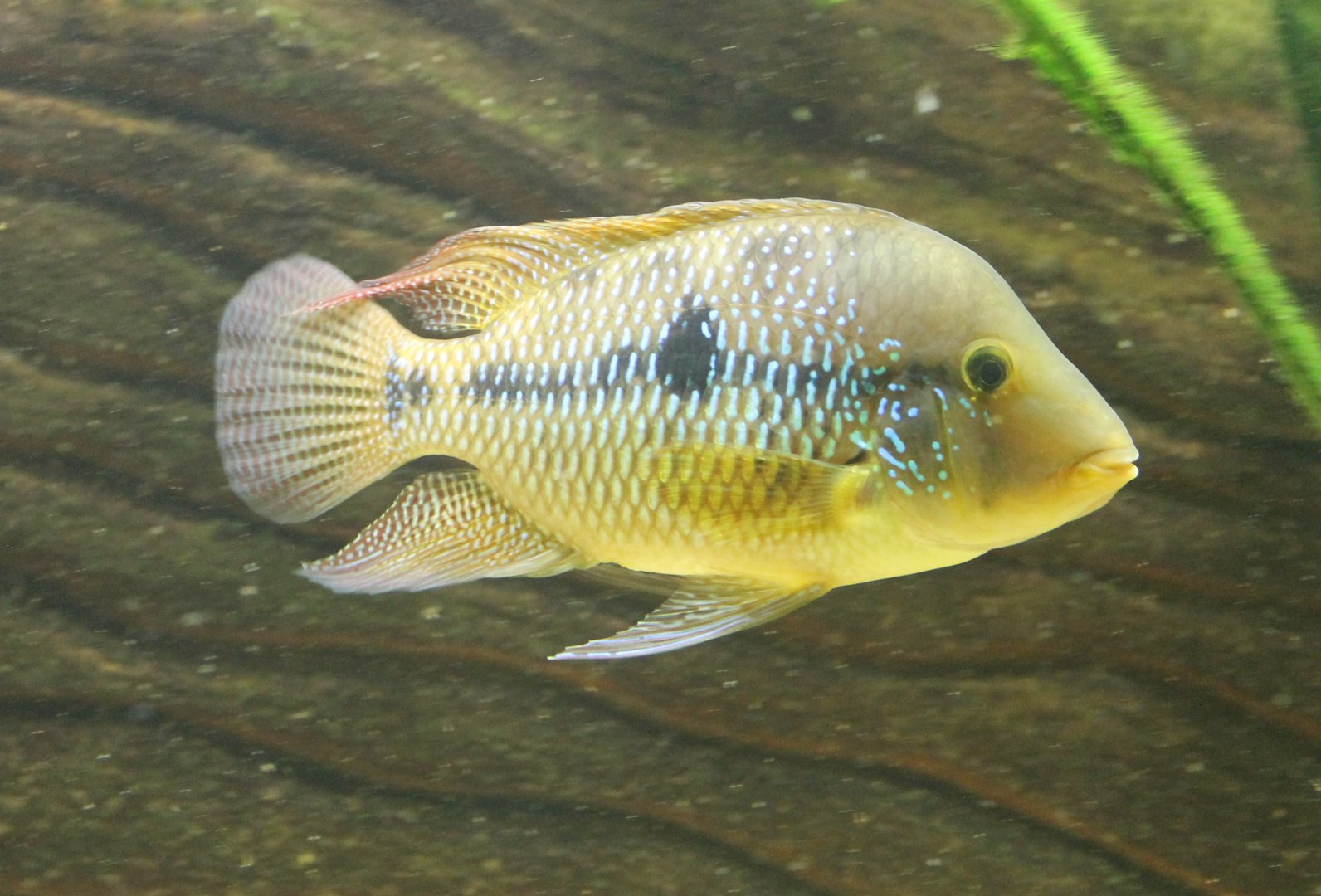 Gymnogeophagus rhabdotus