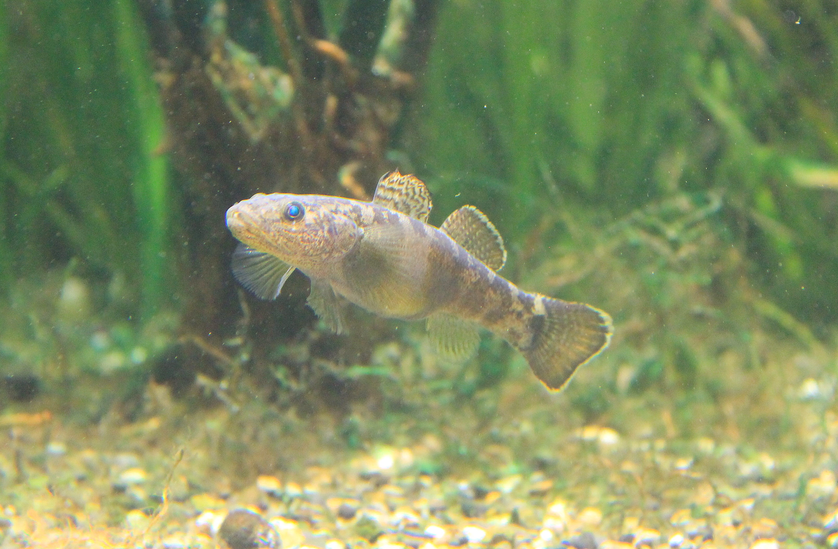 Gymnogobius urotaenia