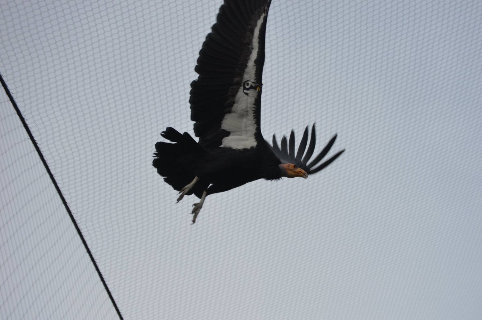 Gymnogyps californianus mid-flight