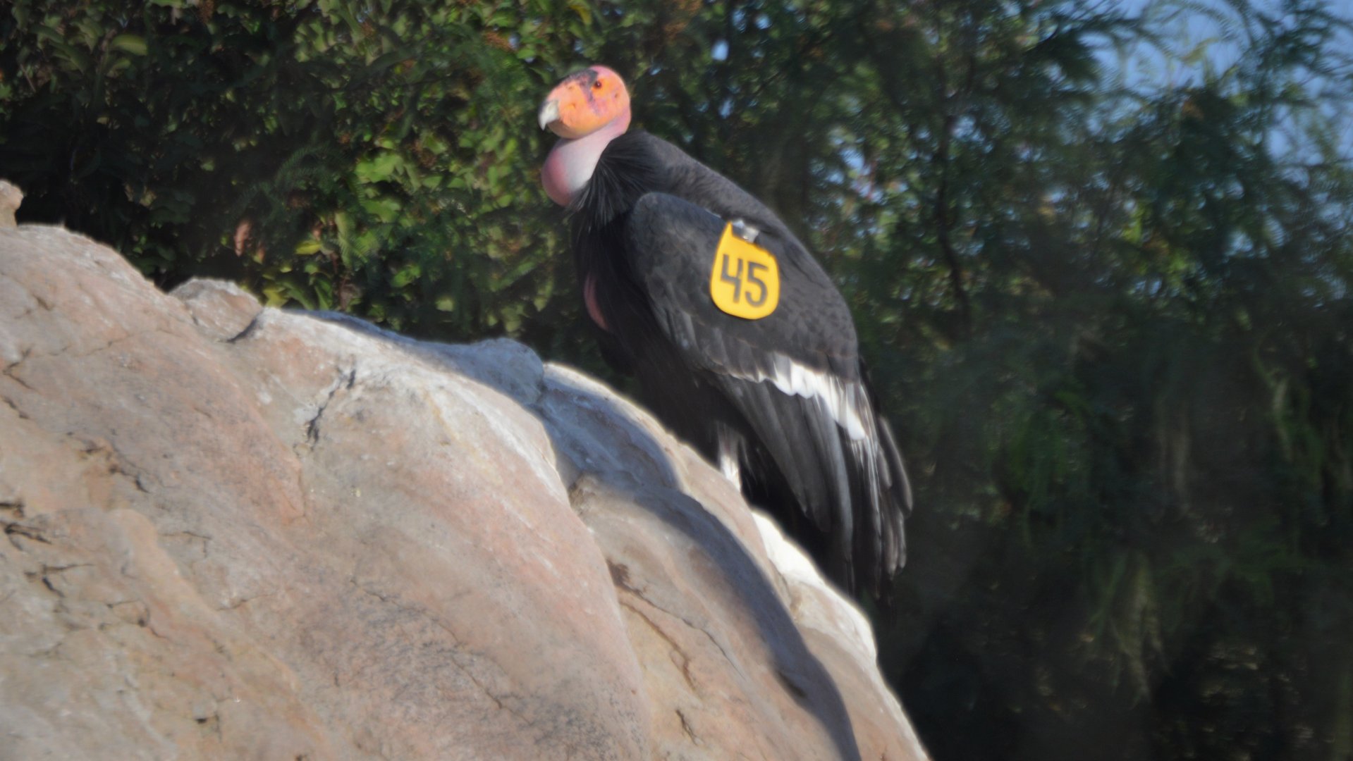 Gymnogyps californianus "Molloko"