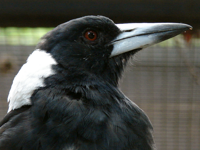 Gymnorhina tibicen hypoleuca / Australian magpie