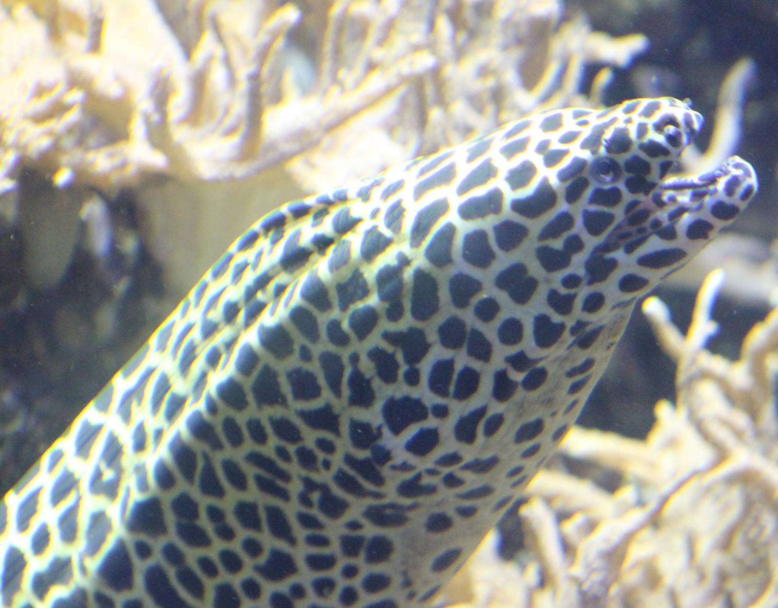 Gymnothorax favagineus