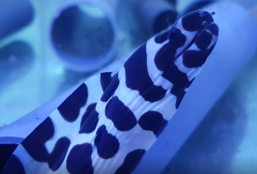 Gymnothorax favagineus