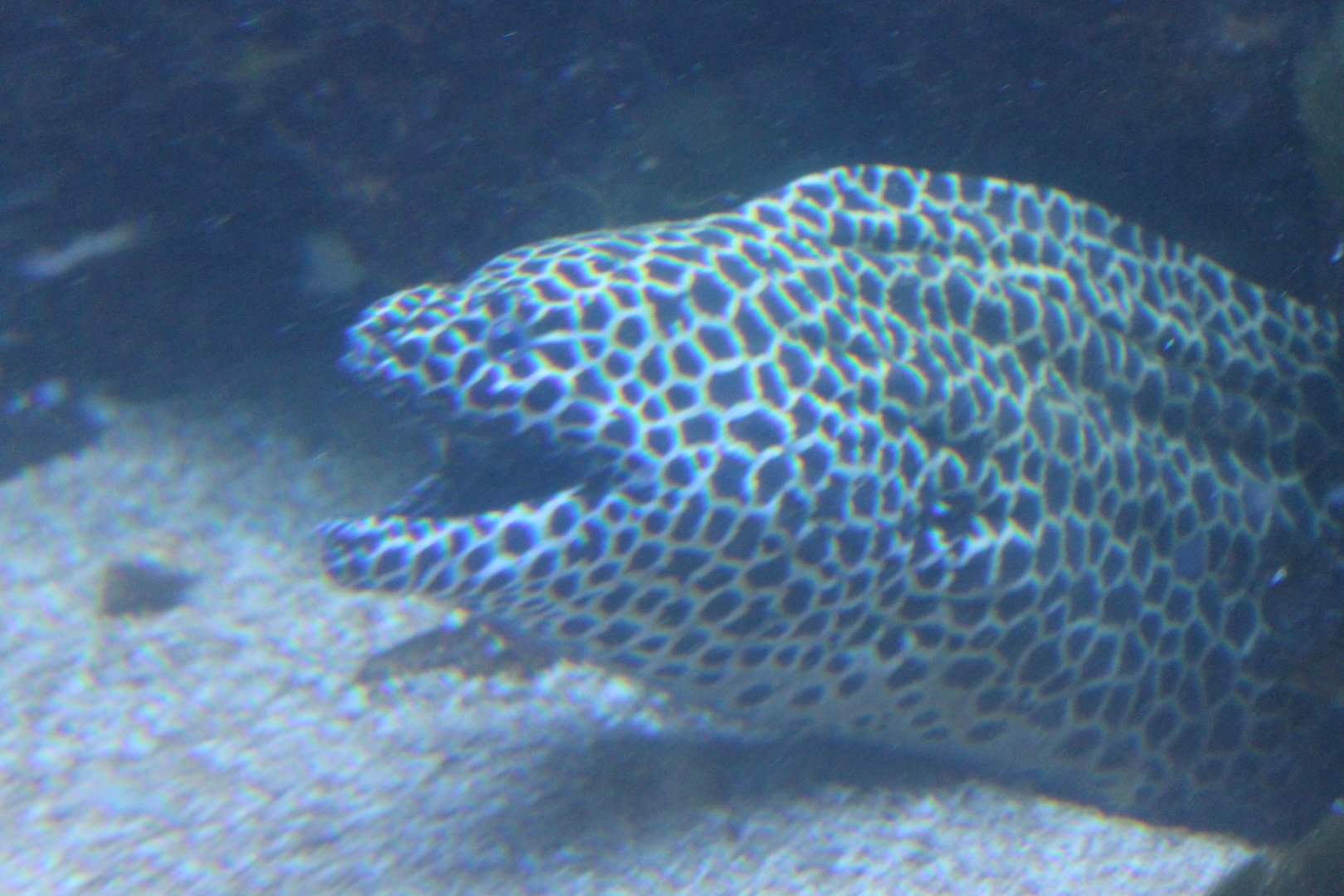 Gymnothorax favagineus