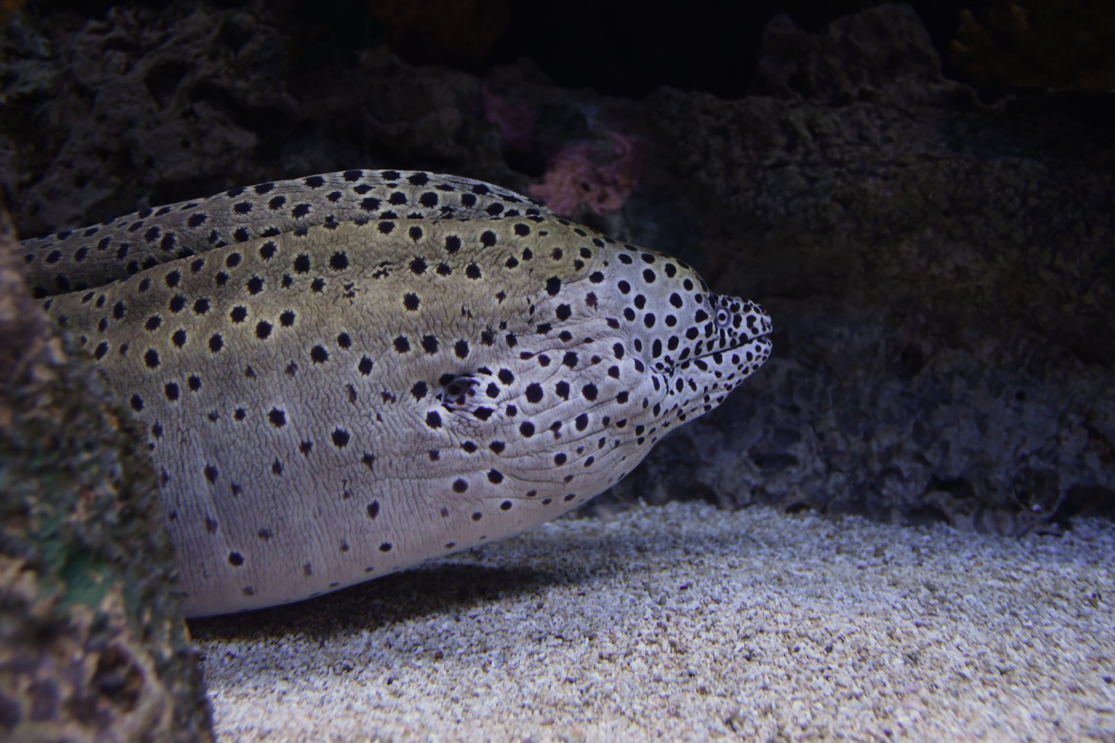 Gymnothorax favagineus