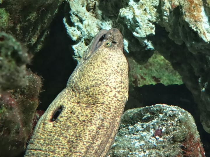 Gymnothorax fimbriatus