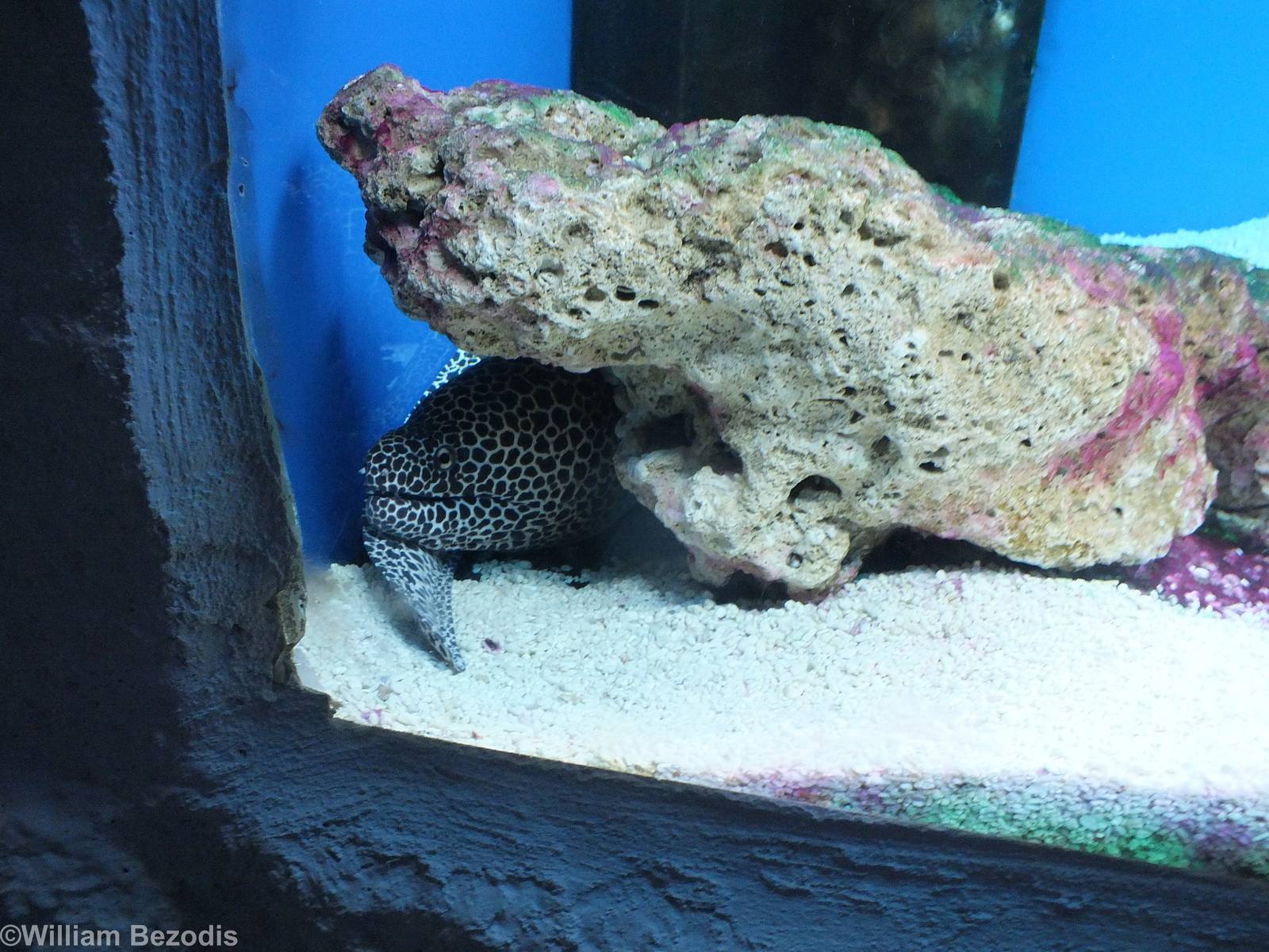 Gymnothorax javanicus- Saltwater Section