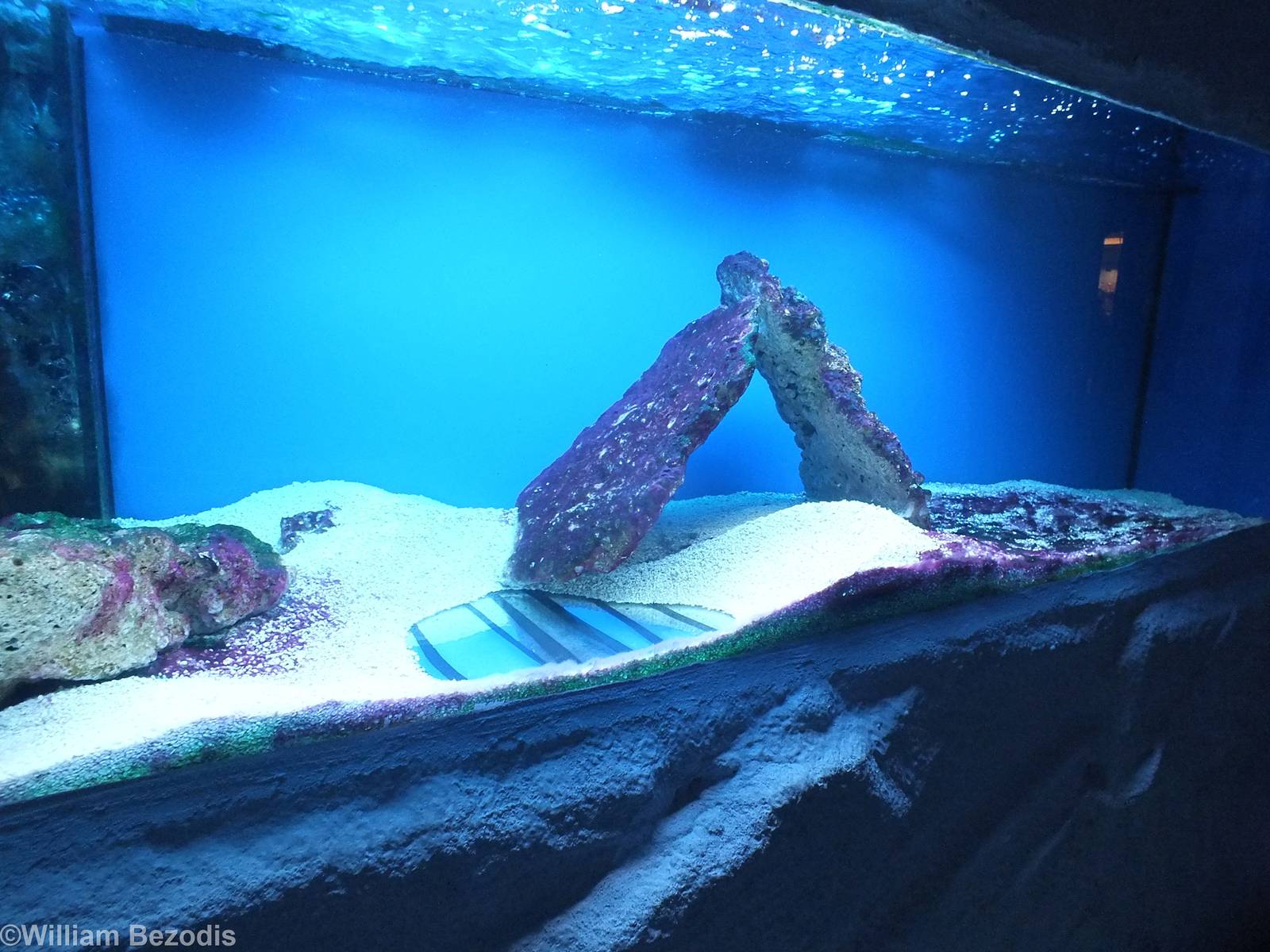 Gymnothorax javanicus Tank- Saltwater Section