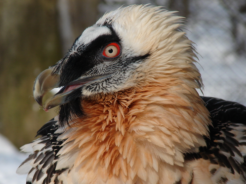 Gypaetus barbatus  / Bearded vulture (female)