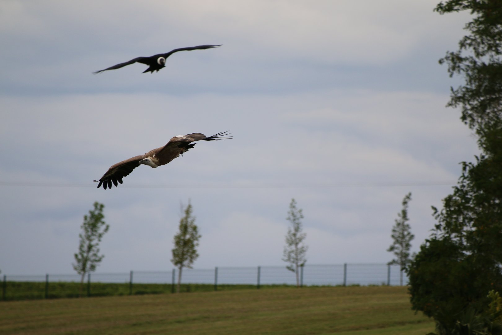 Gyps ID (Gyps fulvus or himalayensis)