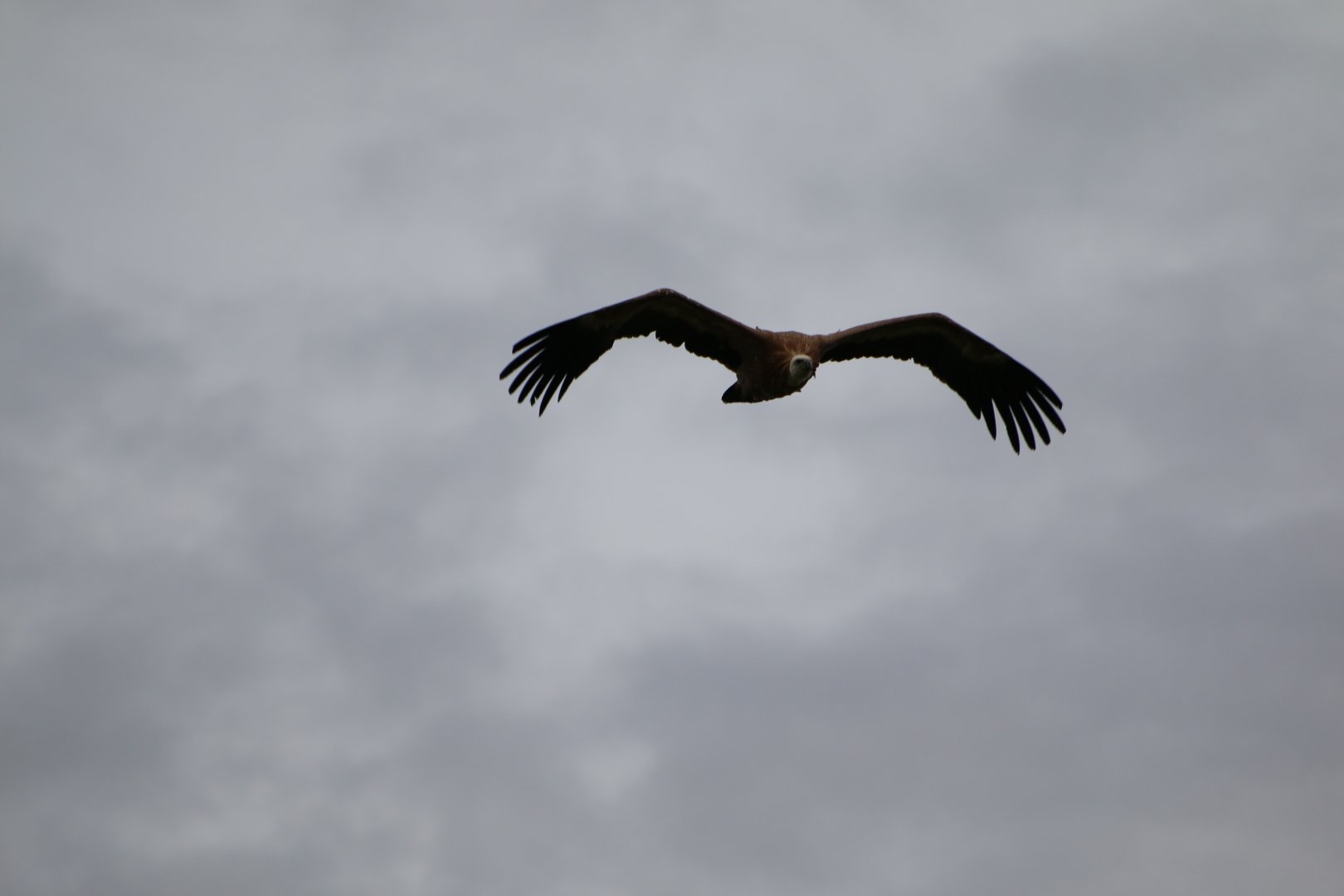 Gyps ID (Gyps fulvus or himalayensis)