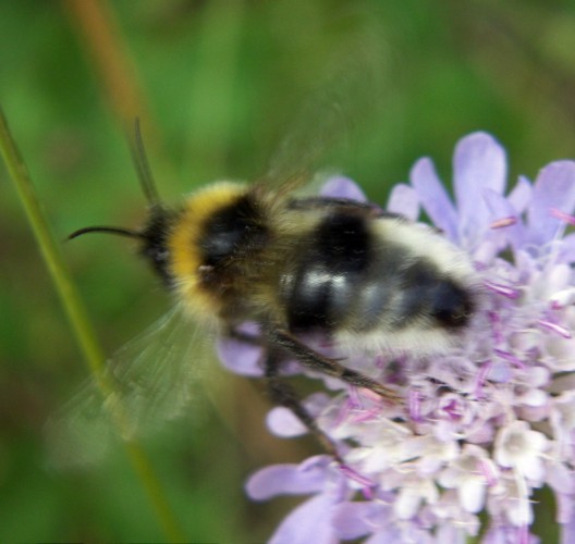 Gypsy Cuckoo-bee (Bombus bohemicus)