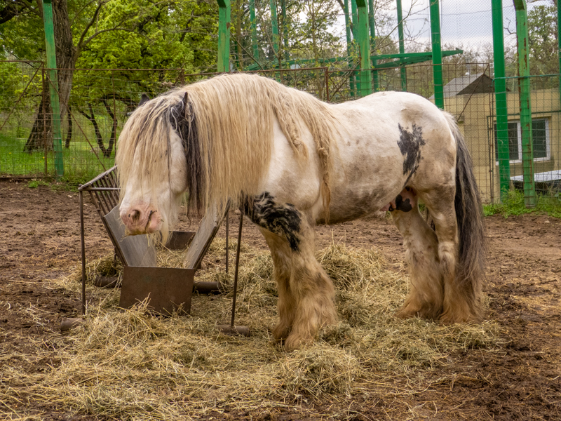 Gypsy Horse / Equus caballus